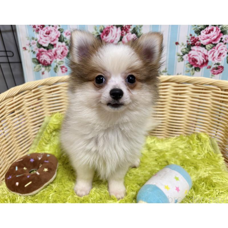 販売中の秋田県のポメチワ:ポメラニアン×チワワ-393355の5枚目