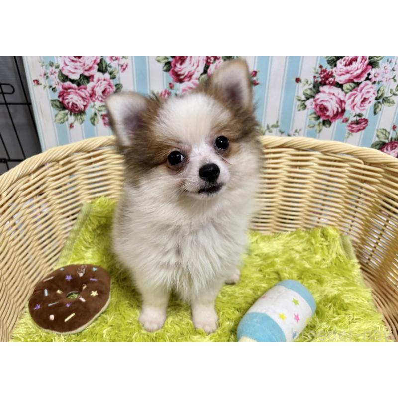 販売中の秋田県のポメチワ:ポメラニアン×チワワ-393355の3枚目