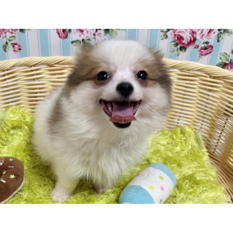 販売中の秋田県のポメチワ:ポメラニアン×チワワ-393355の1枚目