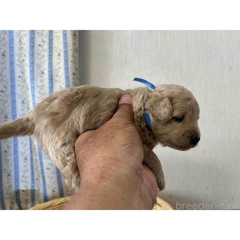 販売中の岡山県のミックス犬-401272の6枚目