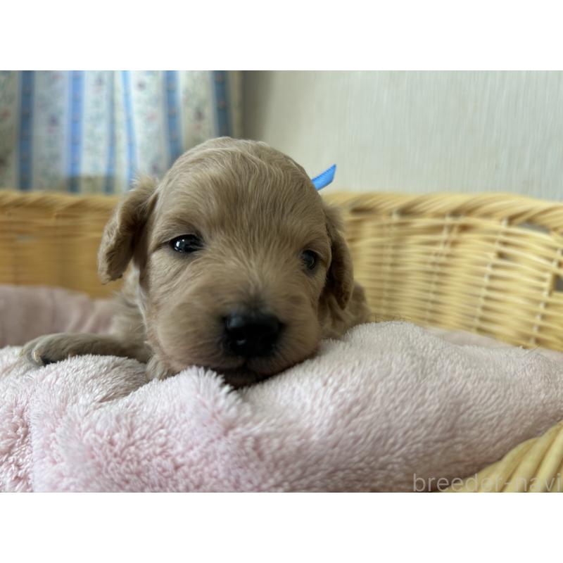 販売中の岡山県のミックス犬-401272の5枚目