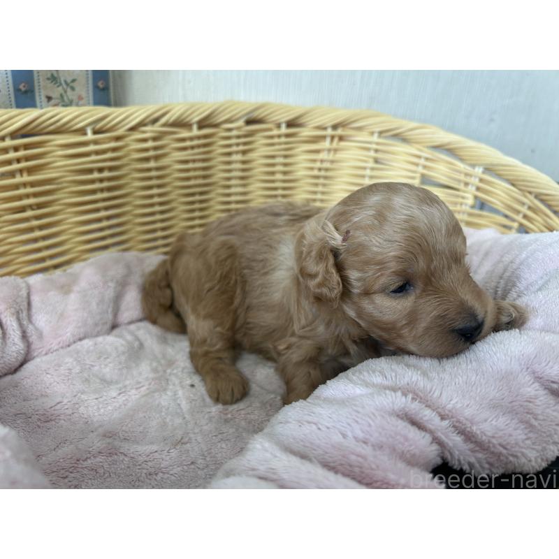販売中の岡山県のミックス犬-401273の6枚目