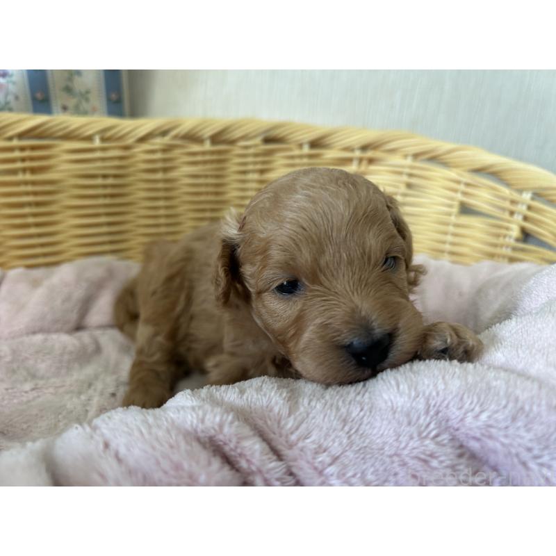 販売中の岡山県のミックス犬-401273の5枚目