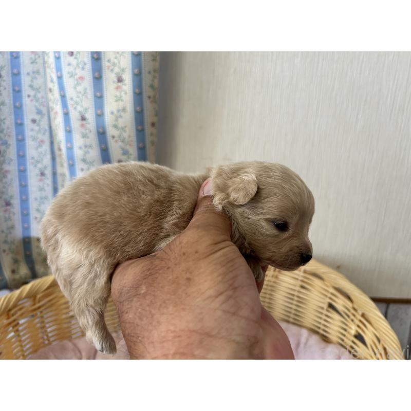 販売中の岡山県のミックス犬-401274の6枚目