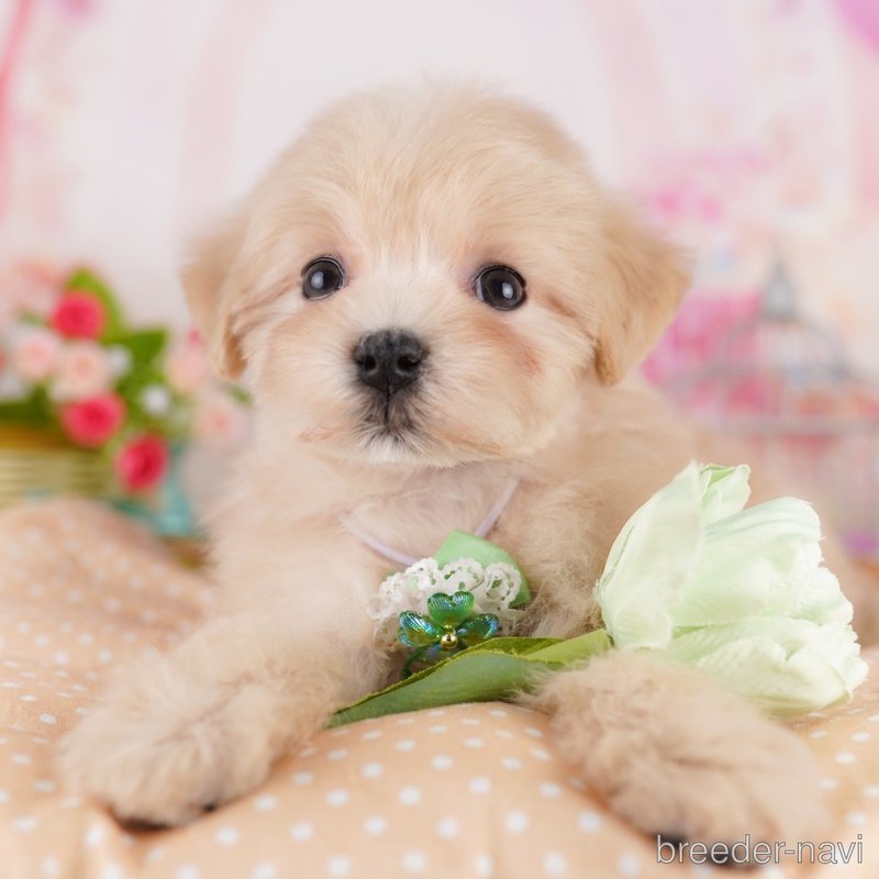 販売中の東京都のミックス犬-401689
