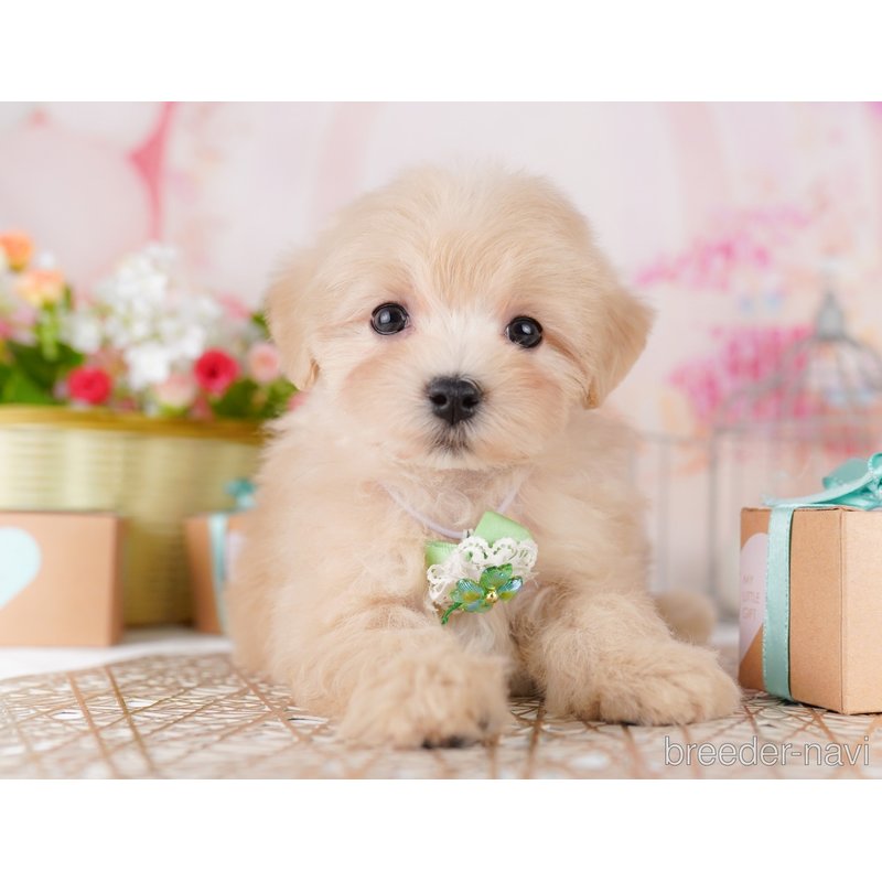 販売中の東京都のミックス犬-401689の7枚目