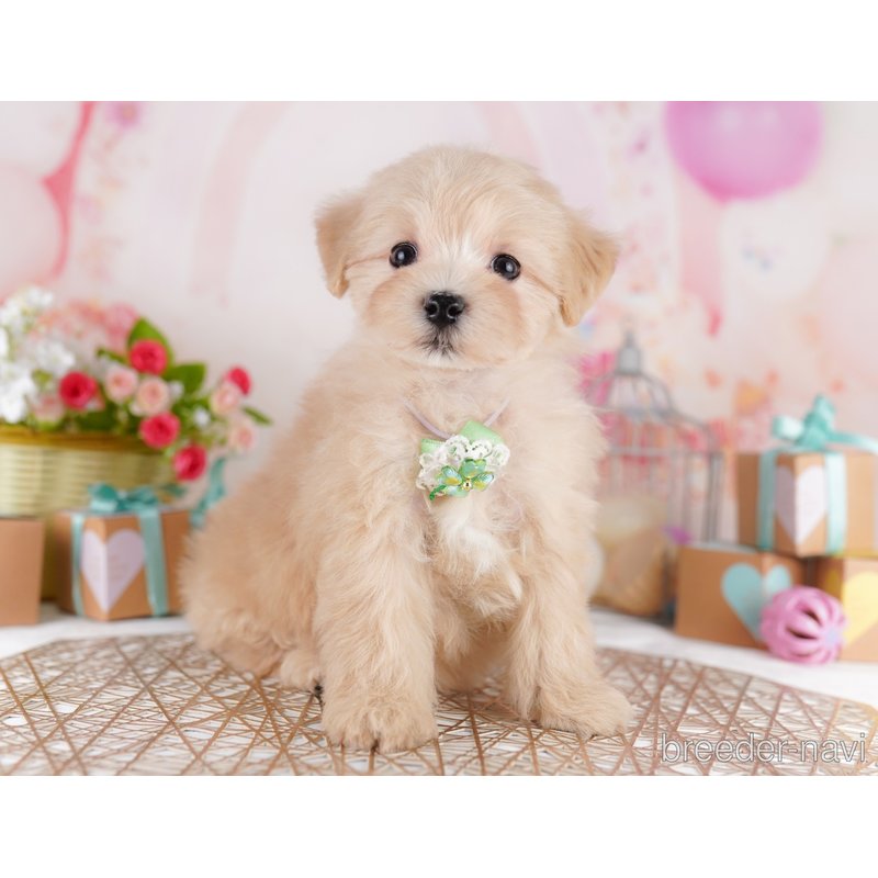 販売中の東京都のミックス犬-401689の3枚目