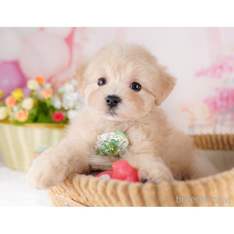 販売中の東京都のミックス犬-401689の4枚目