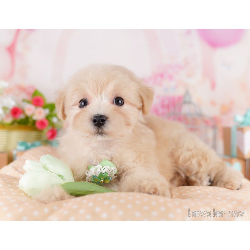 販売中の東京都のミックス犬-401689の5枚目