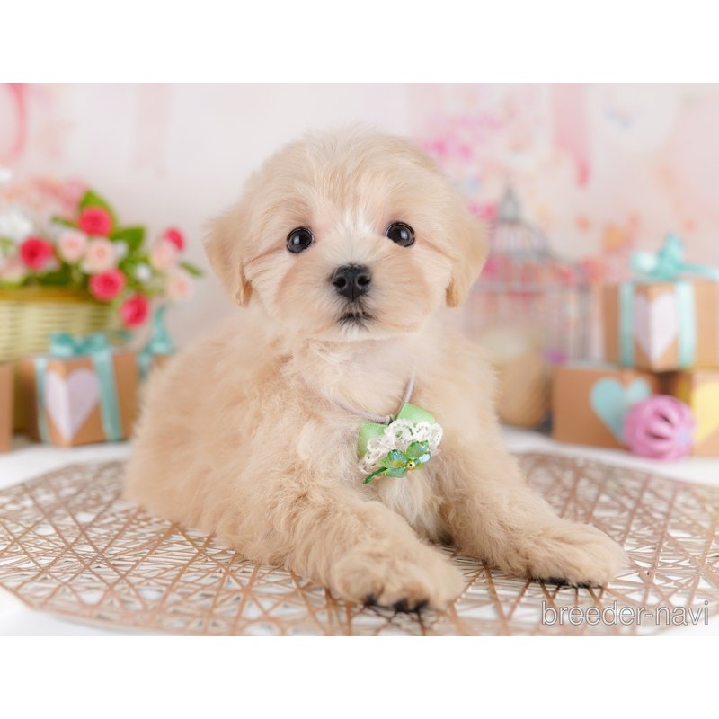 販売中の東京都のミックス犬-401689の6枚目