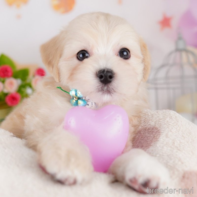 販売中の東京都のミックス犬-401685