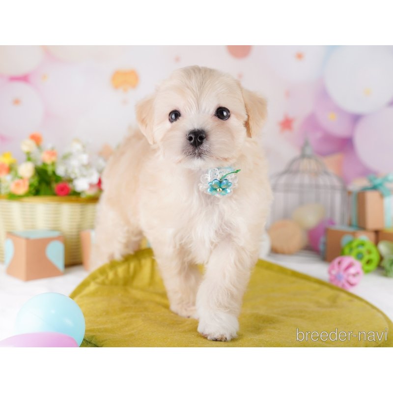 販売中の東京都のミックス犬-401685の7枚目