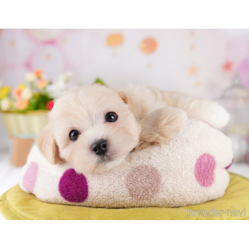 販売中の東京都のミックス犬-401685の3枚目