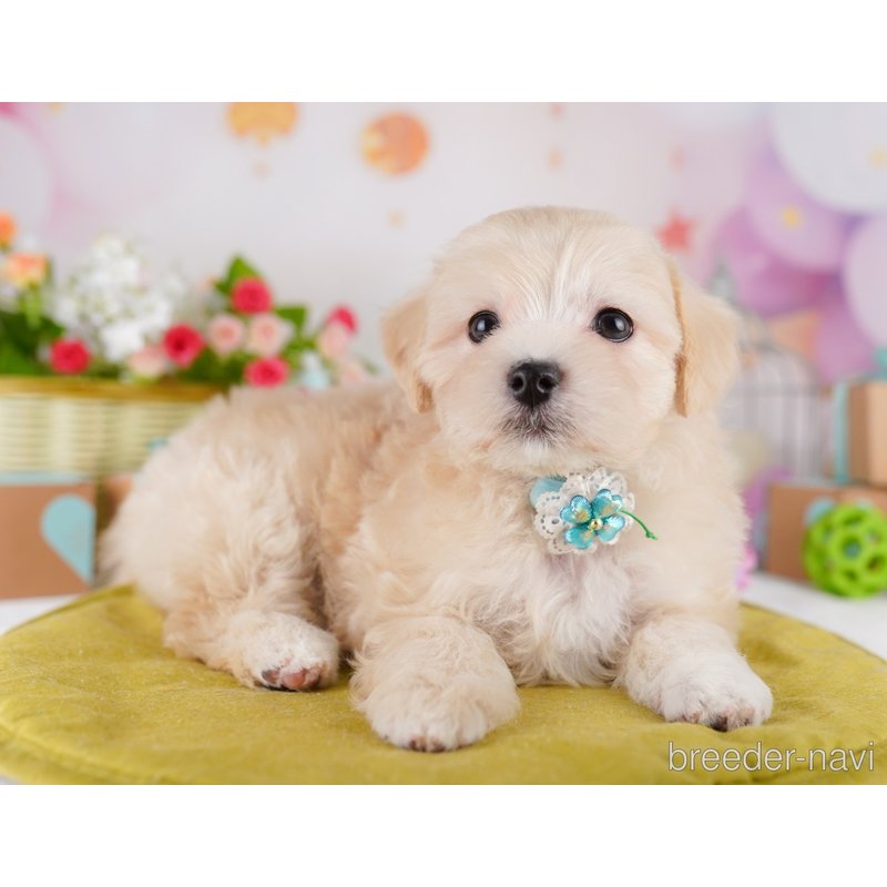 販売中の東京都のミックス犬-401685の4枚目