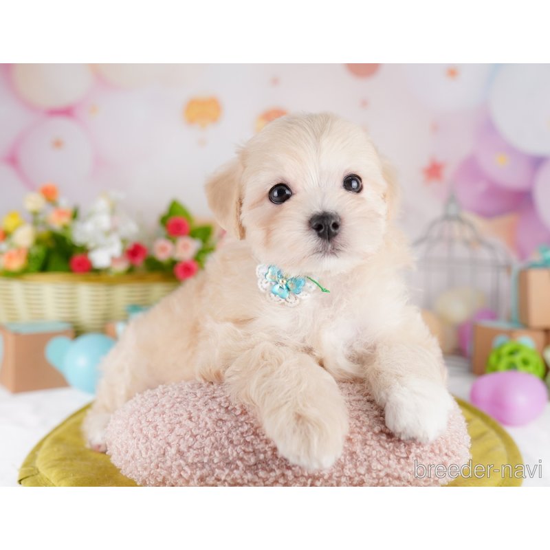 販売中の東京都のミックス犬-401685の5枚目