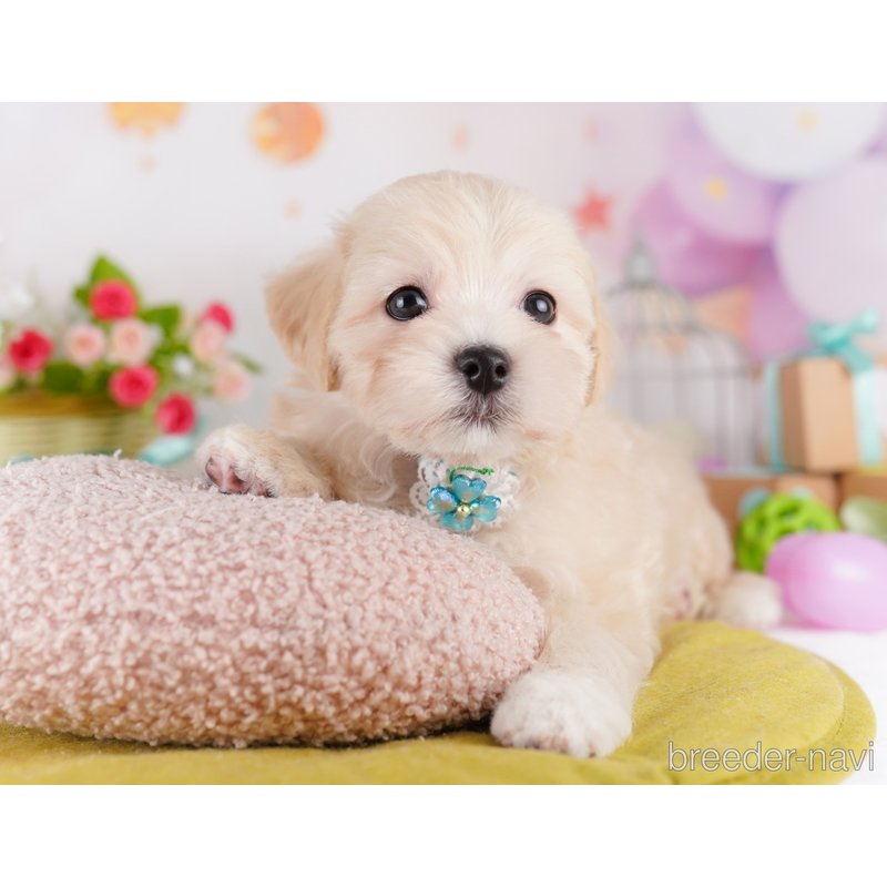 販売中の東京都のミックス犬-401685の6枚目