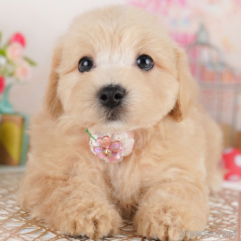 販売中の東京都のミックス犬-401683