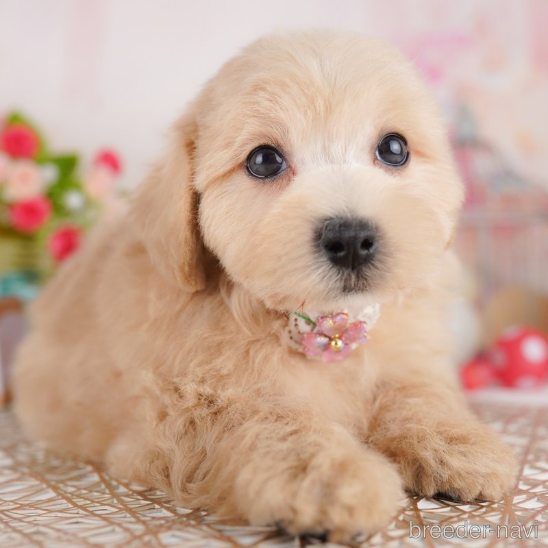販売中の東京都のミックス犬-401683の3枚目