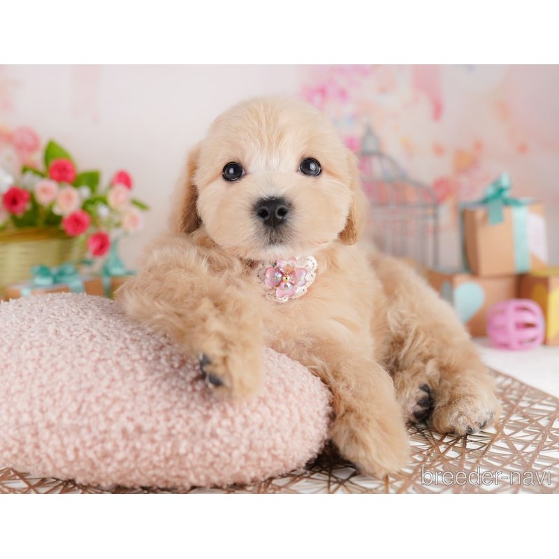 販売中の東京都のミックス犬-401683の4枚目