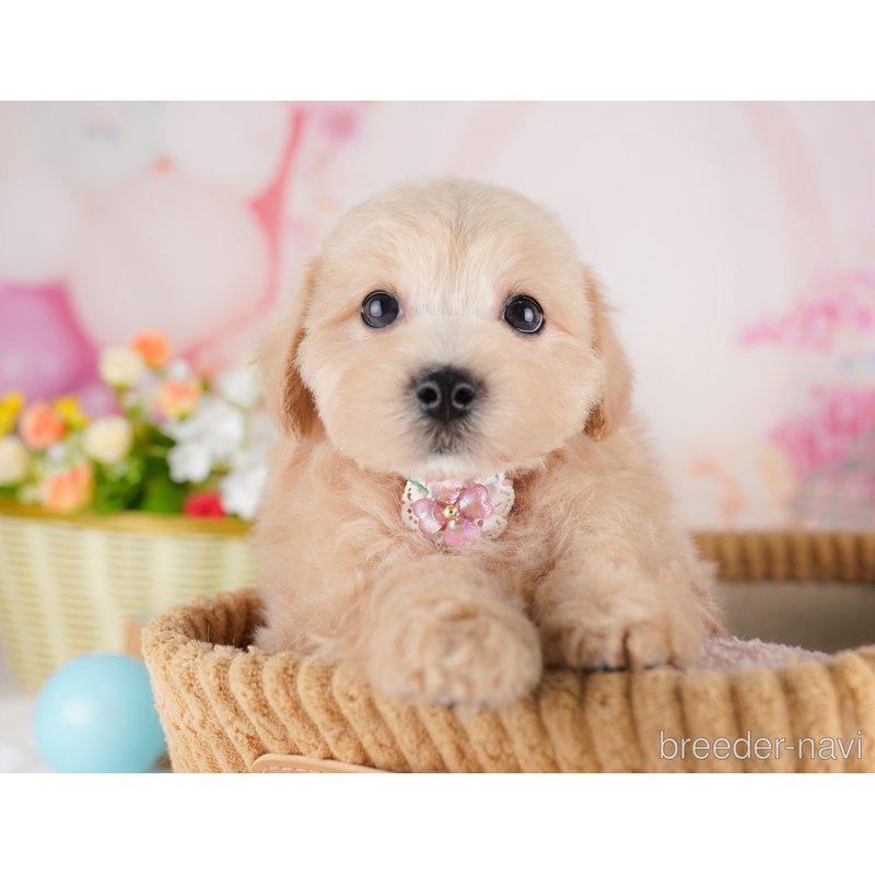 販売中の東京都のミックス犬-401683の5枚目