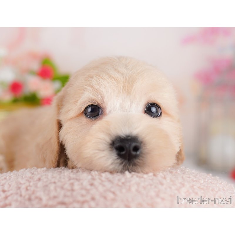 販売中の東京都のミックス犬-401683の6枚目