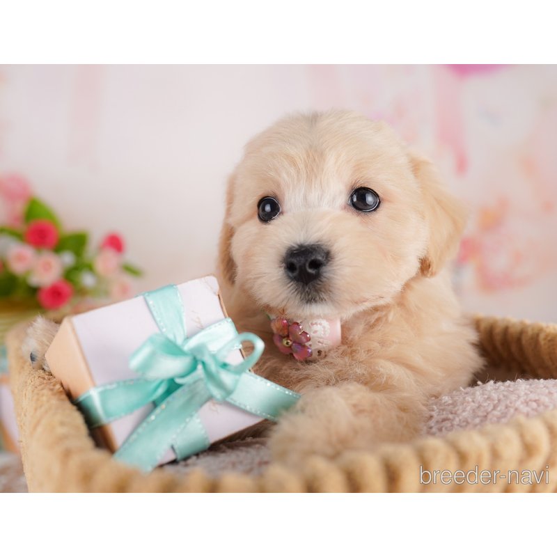 販売中の東京都のミックス犬-401683の7枚目