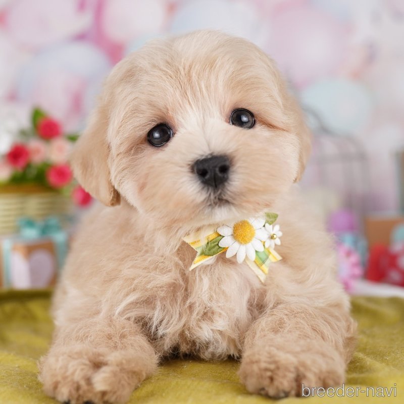 販売中の東京都のミックス犬-401682