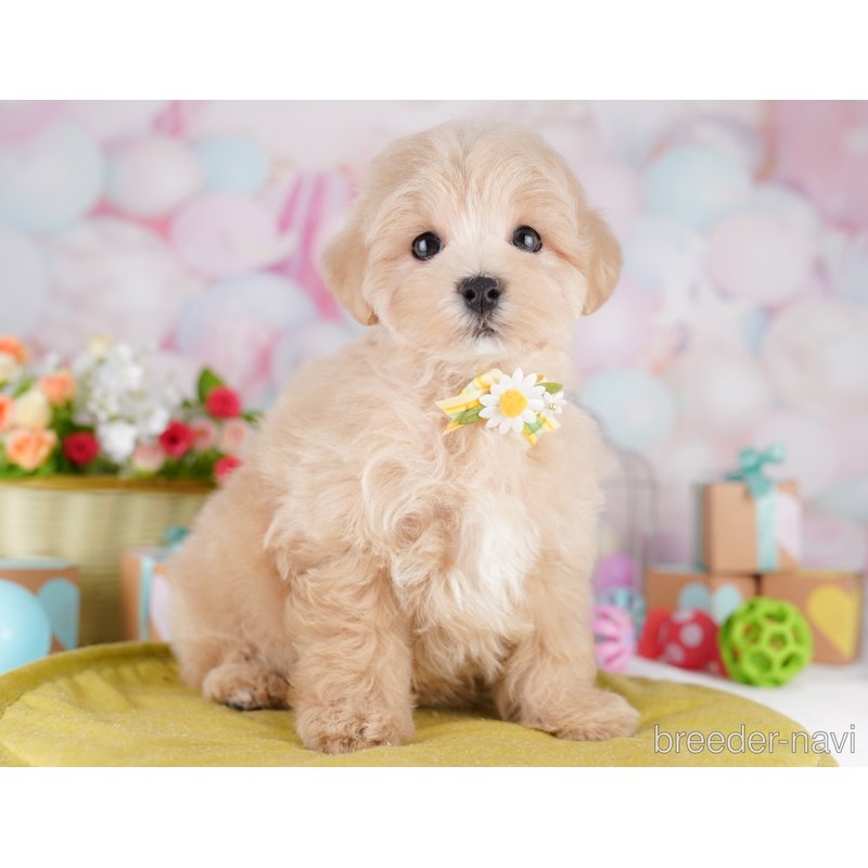 販売中の東京都のミックス犬-401682の5枚目