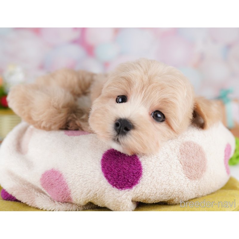 販売中の東京都のミックス犬-401682の6枚目