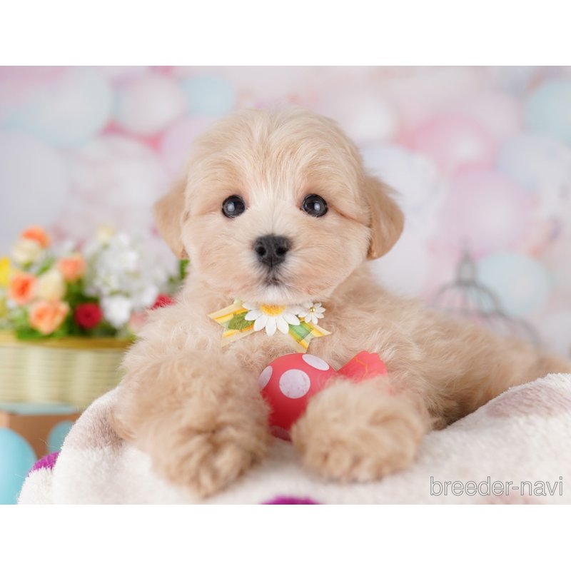 販売中の東京都のミックス犬-401682の7枚目