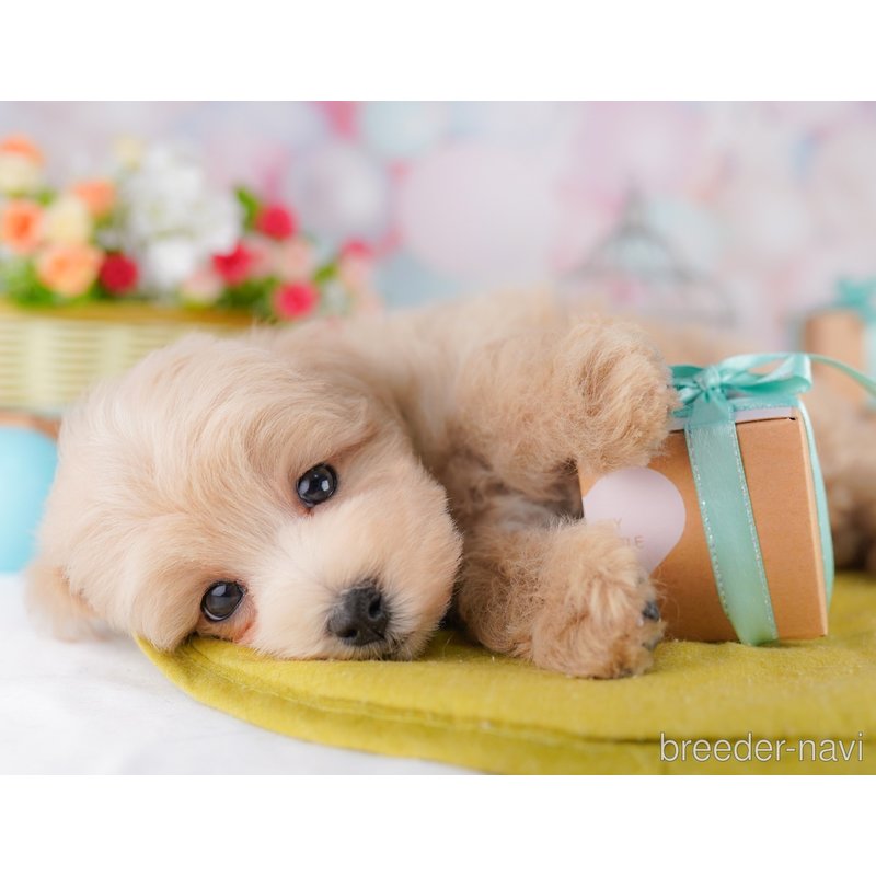 販売中の東京都のミックス犬-401682の3枚目
