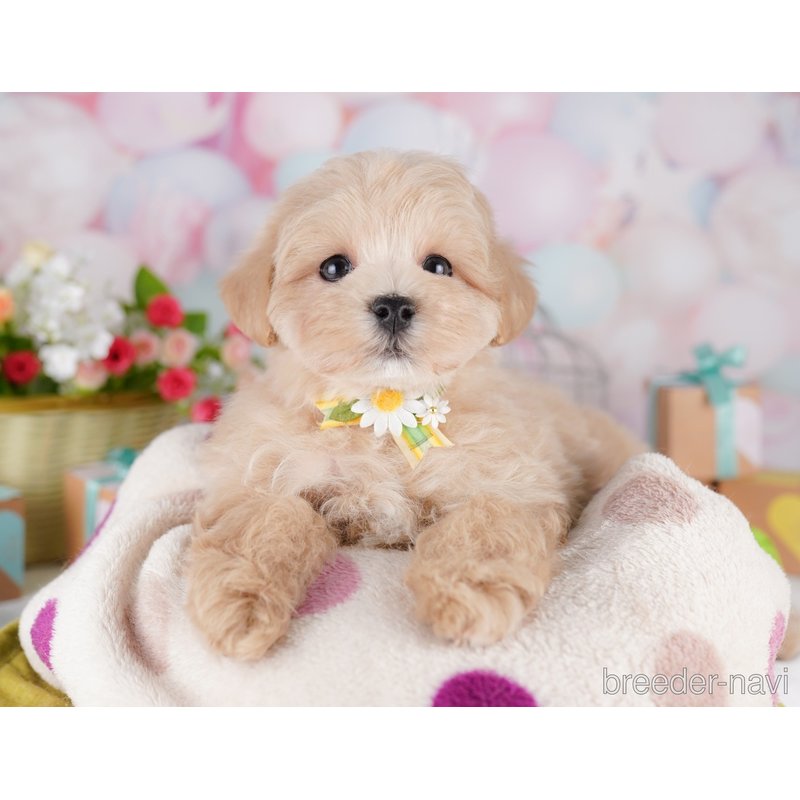 販売中の東京都のミックス犬-401682の4枚目
