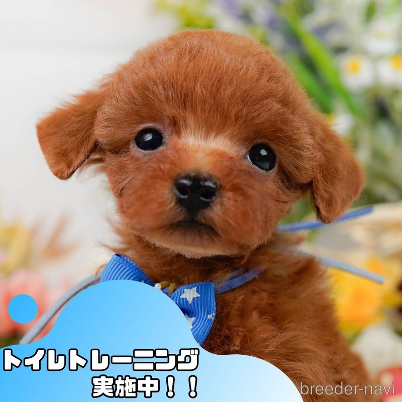 販売中の静岡県のタイニープードル-401329