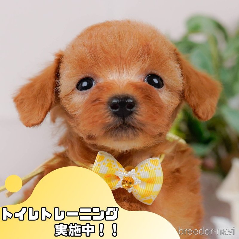 販売中の静岡県のタイニープードル-401325の1枚目
