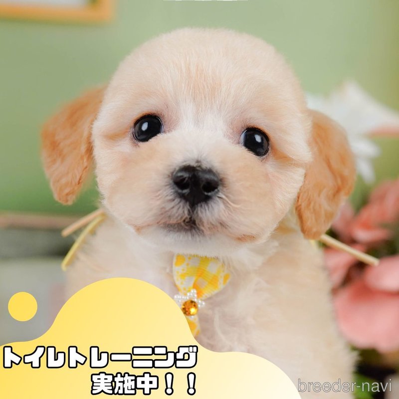 販売中の静岡県のビションプー:ビションフリーゼ×トイプードル-401331の1枚目