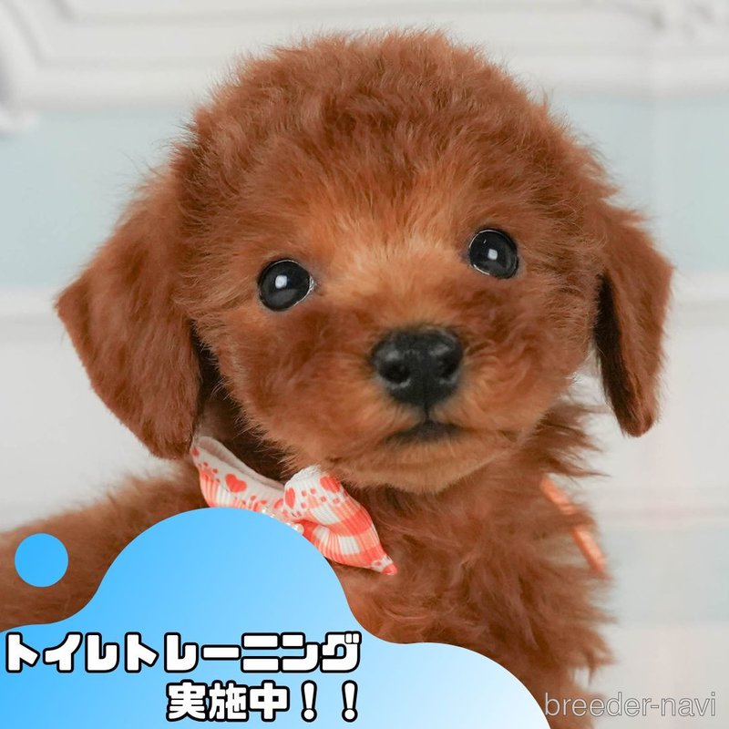 販売中の静岡県のトイプードル-401340