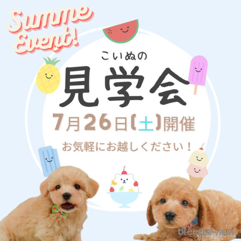 販売中の静岡県のトイプードル-401340の6枚目