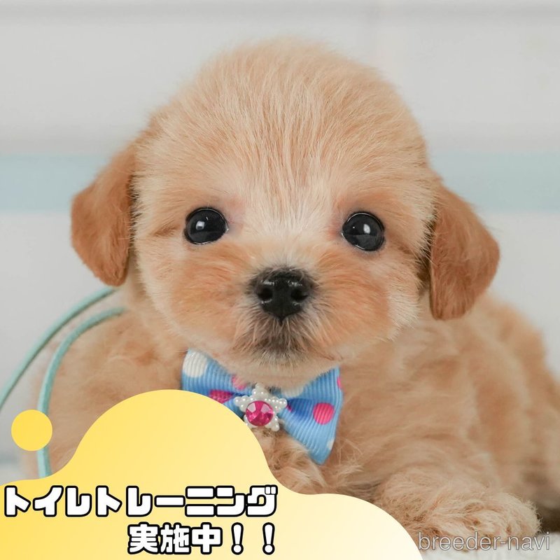 販売中の静岡県のマルプー:マルチーズ×トイプードル-401307の1枚目
