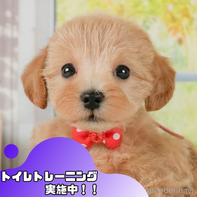 販売中の静岡県のマルプー:マルチーズ×トイプードル-401309の1枚目