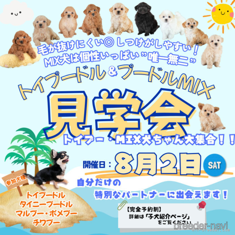 販売中の埼玉県のチワプー:チワワ×トイプードル-401727の3枚目