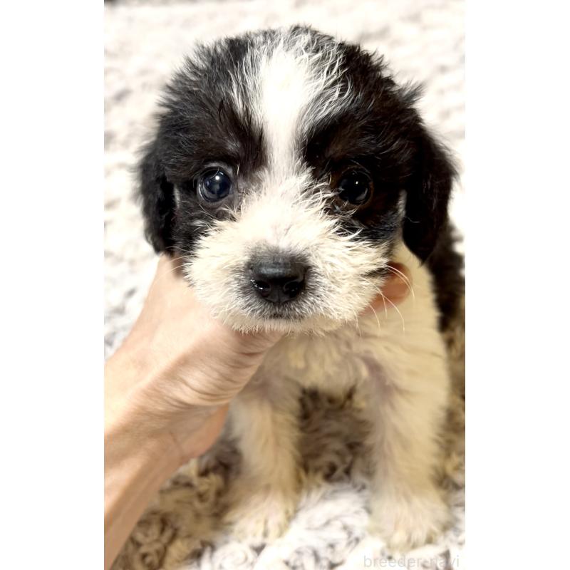 販売中の奈良県のミックス犬-401118の11枚目