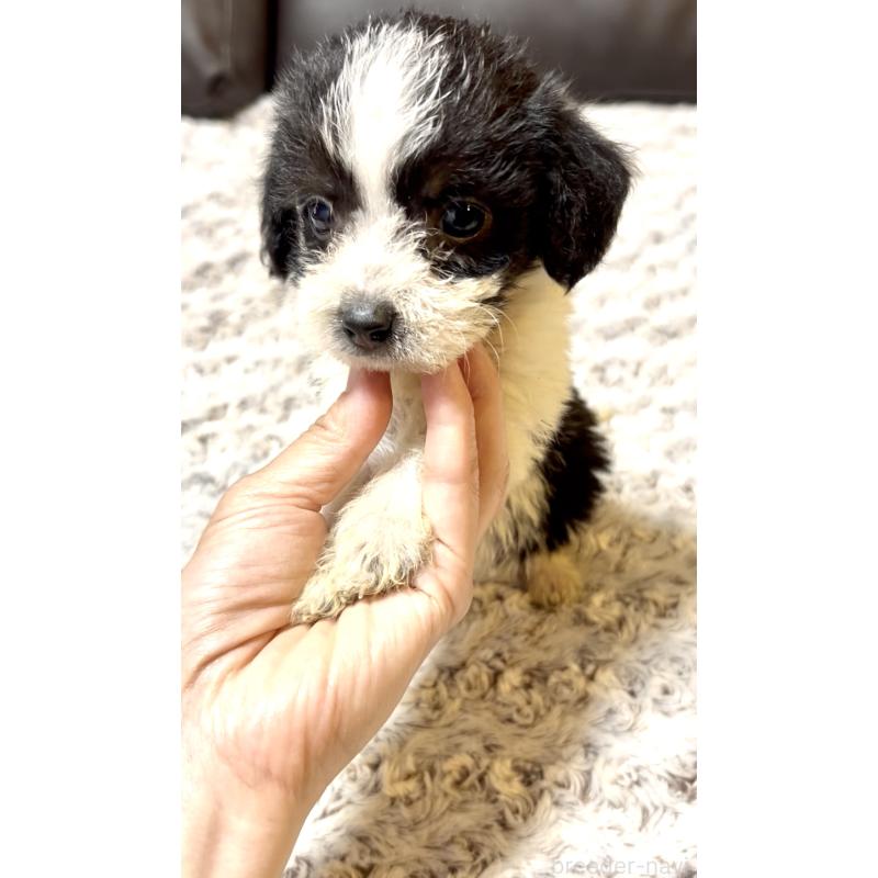 販売中の奈良県のミックス犬-401118の9枚目