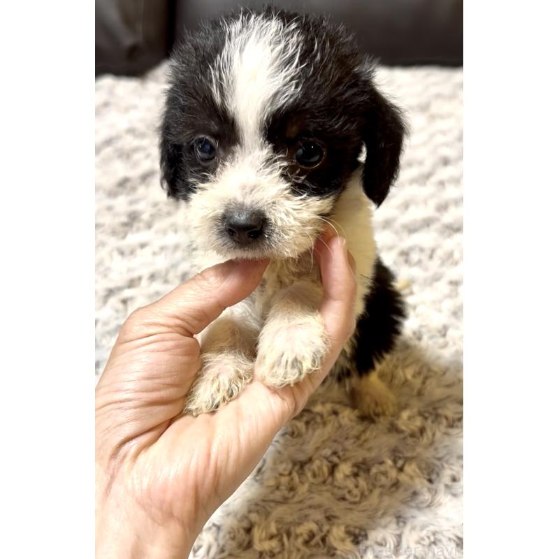 販売中の奈良県のミックス犬-401118の8枚目