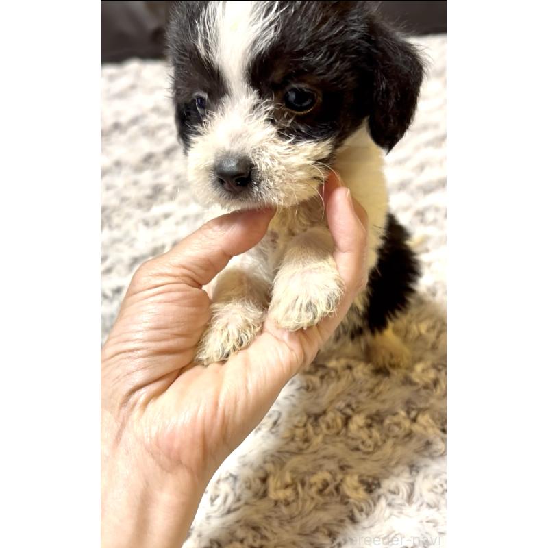 販売中の奈良県のミックス犬-401118の7枚目