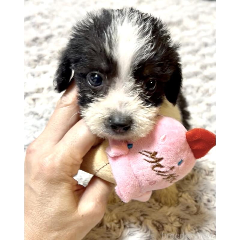販売中の奈良県のミックス犬-401118の1枚目