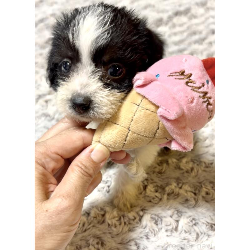 販売中の奈良県のミックス犬-401118の6枚目