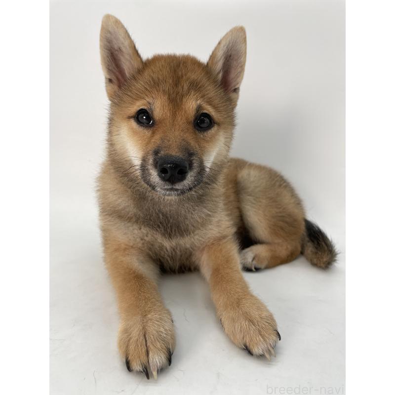 販売中の千葉県の柴犬-391790の14枚目