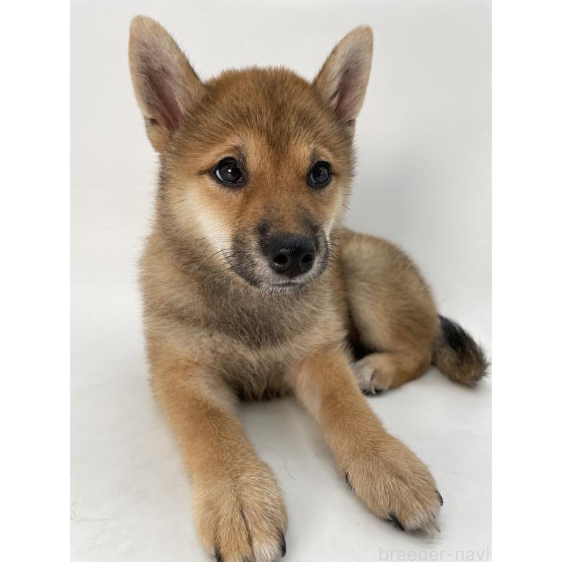 販売中の千葉県の柴犬-391790の13枚目