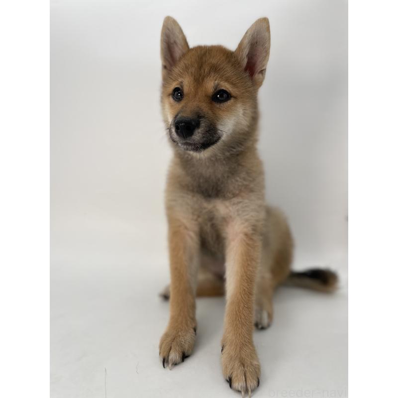 販売中の千葉県の柴犬-391790の11枚目