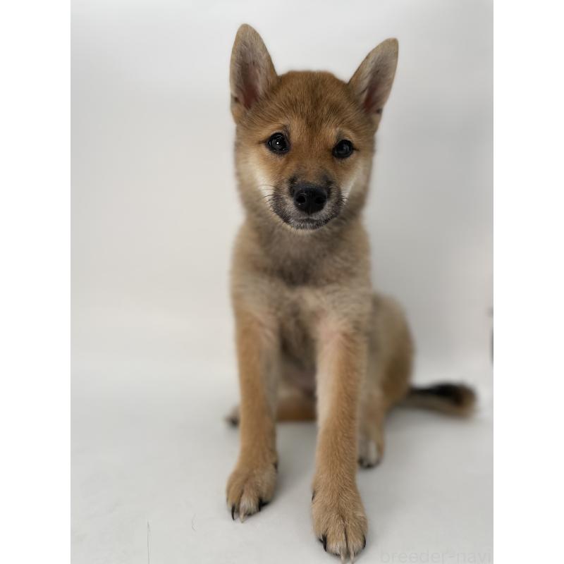 販売中の千葉県の柴犬-391790の10枚目
